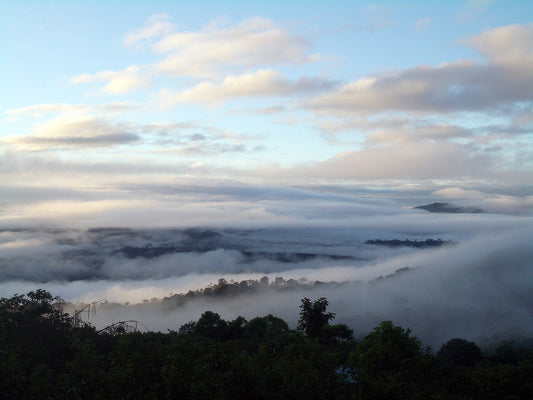 Nicaragua - Madriz/CORCASAN [Certified Organic and Fair Trade]