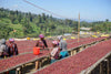 Ethiopia Kayon Mountain [Certified Organic]
